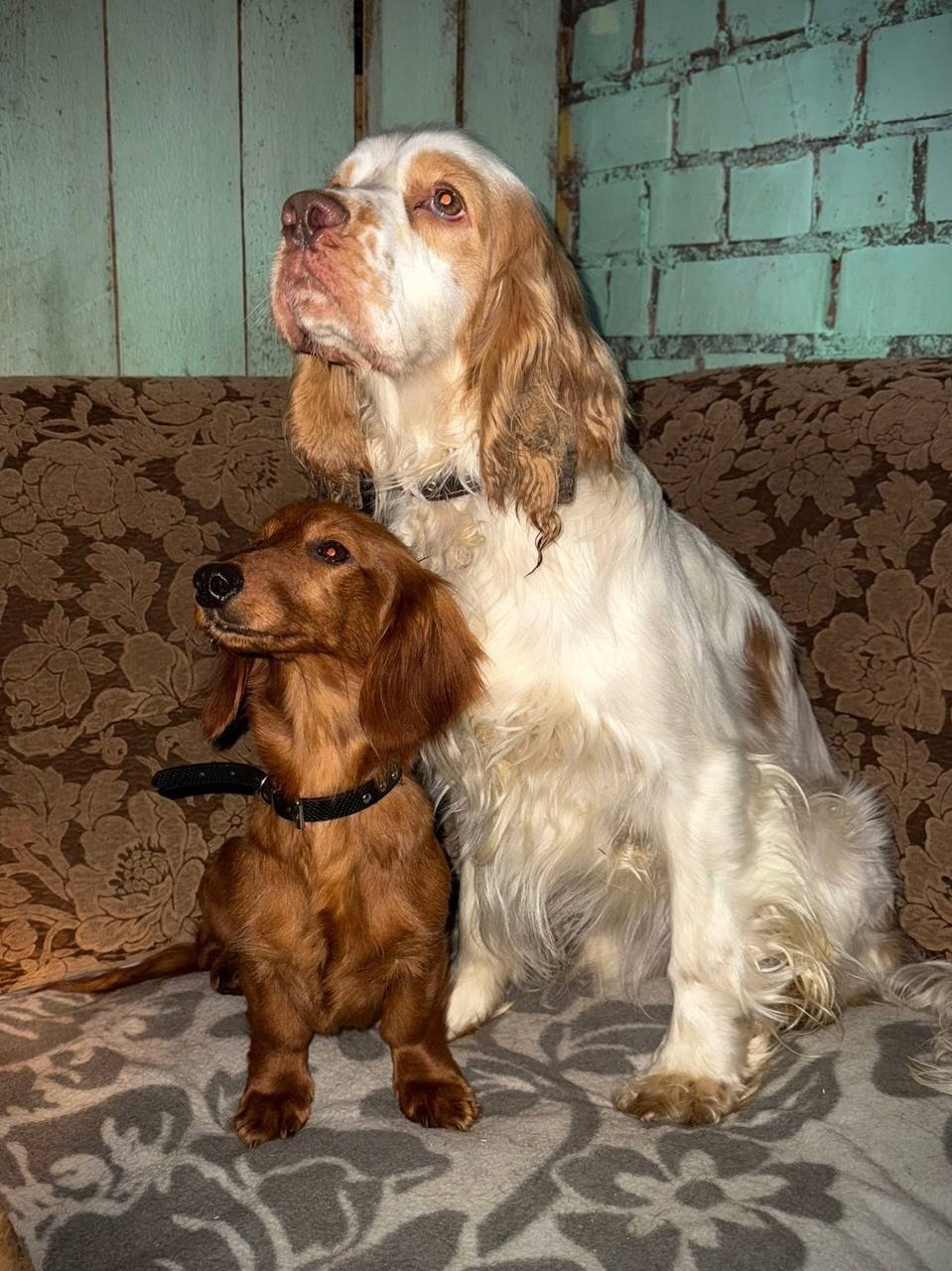 Чиновницу из Псковской области уволили после жестокого обращения с десятками собак сообщил губернатор региона Михаил Ведерников История с таксами и спаниелями выброшенными в мороз на трассе горе заводчицей взбудоражила на прошлой неделе многих Неравнодушные волонтеры организовали целую поисковую операцию и помогли спасти собак от неминуемой гибели Замначальника правового управления правительства региона Светлана Удвоенко в Правительстве больше не работает Правовая оценка ее действиям обязательно будет дана над выяснением всех обстоятельств работают правоохранительные органы В приюте Лесопилка уточнили что заводчица раскидала собак по трассе после того как зоозащитники пожаловались на условия содержания собак MV 007 Pskov Подписывайтесь на Ъ Оставляйте бусты