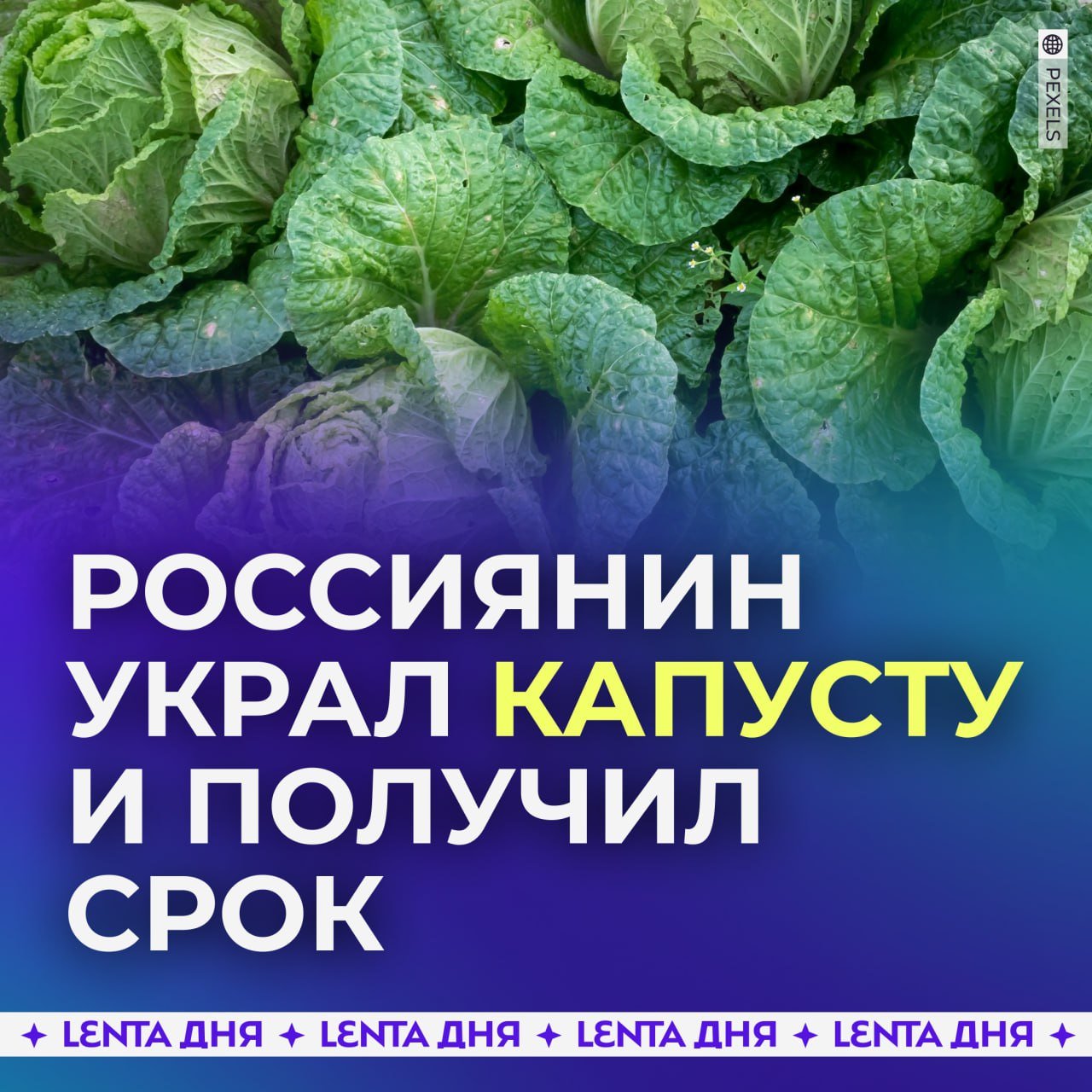 Россиянин украл у пенсионерки 64 кочана капусты и получил срок.  Рецидивист из Кемерово проник в дом бабушки и забрал чугунные запчасти от печки. Но этого ему показалось мало: он зашёл в сарай и вынес шесть мешков с капустой.   Металл сдал в пункт приёма, а капусту продал прохожей за 1500 рублей. На продукты хватило, а вот на свободу — нет.   Теперь ему придётся сидеть четыре года