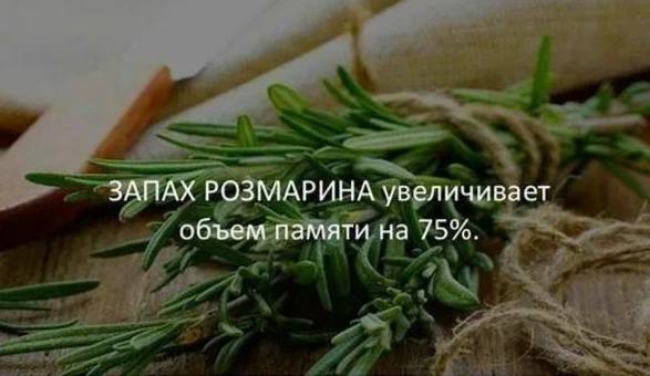 Вдыхание аромата эфирного масла розмарина может улучшить память на 60-75% — доказали ученые. Этот эффект связывают с веществом 1,8-цинеол, которое содержится в розмарине: оно влияет на биохимические процессы мозга, связанные с памятью. Чем выше концентрация этого соединения в крови, тем лучше результаты в тестах на память. Розмарин способен улучшать работу мозга и может помочь в профилактике болезни Альцгеймера. Наш второй канал РУПОСТ 18+ Подписывайтесь.