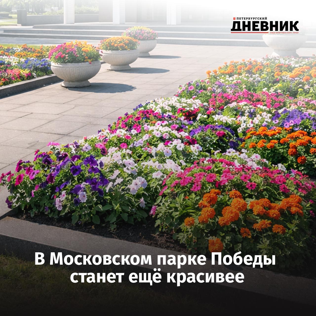 У музея блокады Ленинграда расширят цветочное оформление В этом сезоне здесь установят 10 дополнительных ваз с петуниями и тагетесами а в уже существующих цветниках распустятся бородатые ирисы Также садовники обеспечивают регулярную уборку очистку дорожек от снега и их посыпку а весной планируется ремонт и покраска садовых диванов посадка виол выращиваемых в собственной оранжерее и другие работы по содержанию мемориальных зон зеленых аллей площадок и газонов Фото DALL E Подписаться на Петербургский Дневник в MAX