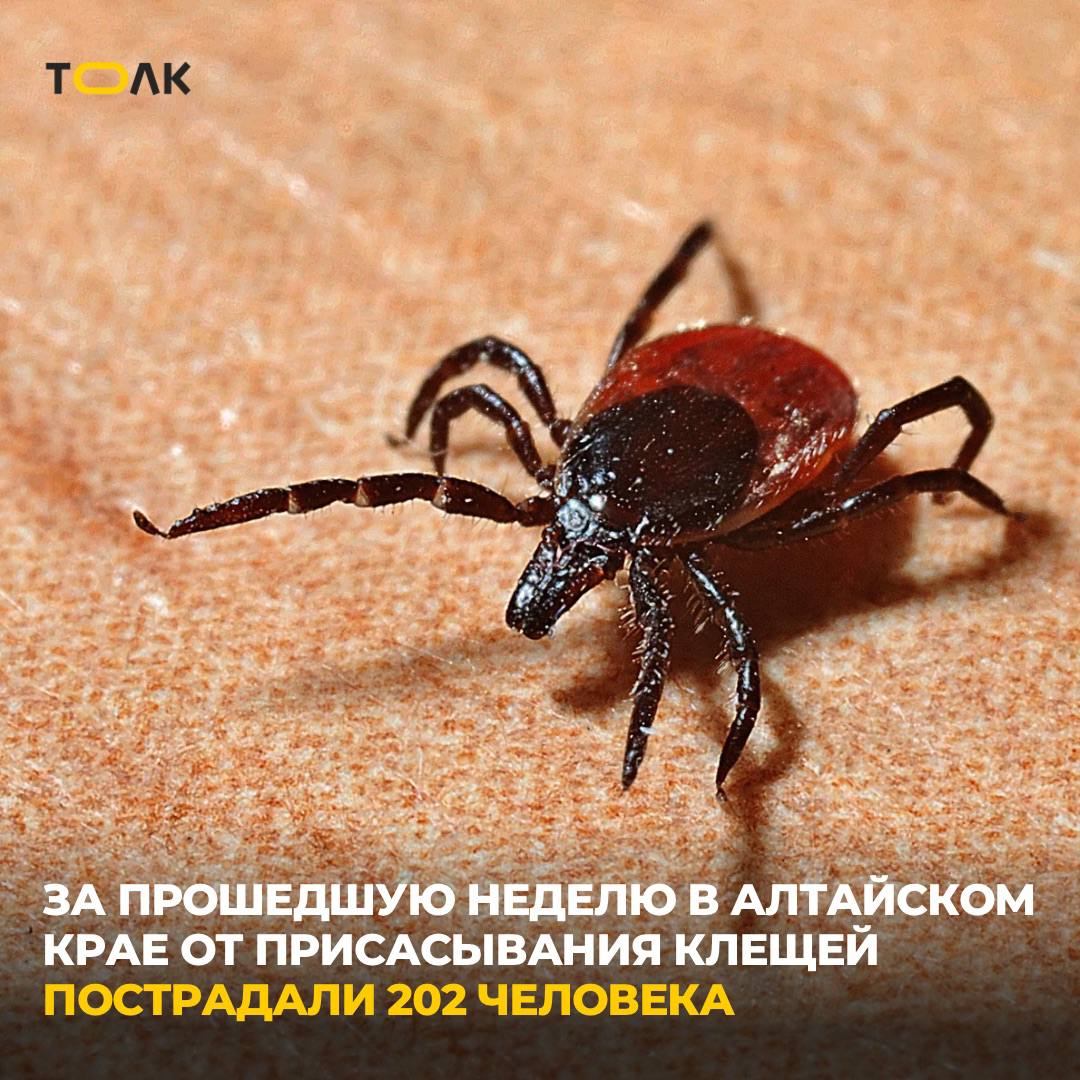 Более 200 жителей Алтайского края пострадали от укусов клещей за прошедшую неделю С начала эпидемиологического сезона в крае зарегистрировали 7142 случая укусов клещей, из них 2142 человека – это жители Барнаула. На 27 июня зарегистрировано 239 случаев с подозрением на заболевание сибирским клещевым тифом из них 39 детей до 14 лет , 33 случая с подозрением на заболевание клещевым энцефалитом в их числе один ребенок и 40 случаев – с подозрением на клещевой боррелиоз среди них восемь детей до 14 лет . Кроме того, в 18,5% снятых клещей нашли возбудитель боррелиоза, в 7,2% – клещевого энцефалита. ТОЛК