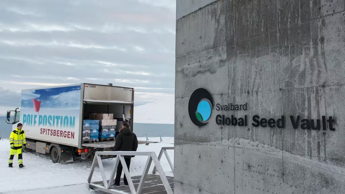 Узбекистан передал семена местных культур в Хранилище судного дня Коллекция переданная во Всемирное семенохранилище на Шпицбергене включает более 20 сортов бахчи овощей а также местный сорт пшеницы Qayroqtosh   uznews uz ru news 104551 uznews