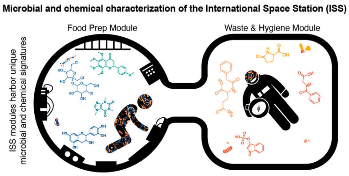 Ученые предложили сделать МКС грязнее  С самого начала космических полетов внутренности кораблей и орбитальных станций стерилизовали: считали, что иначе размножение микробов в космосе может создать угрозу людям. Одна из проблем этой стратегии в том, что она никогда не работала достаточно эффективно. Основная часть клеток в организме не принадлежит нам: это бактерии и археи, стабильно сосуществующие с человеческим организмом.  При остром дефиците нормальных «внечеловеческих» микробов на орбитальных станциях часть этих «внутричеловеческих» бактерий и архей начинает жить на поверхности станций и в ее системах жизнеобеспечения, создавая серьезное микробное загрязнение такого типа, которое не встречается на Земле. Ведь на поверхности планеты у «обитателей человека» нет свободы в колонизации окружающего пространства: все места уже заняты «дикими» бактериями, лучше приспособленными для жизни вне нас.