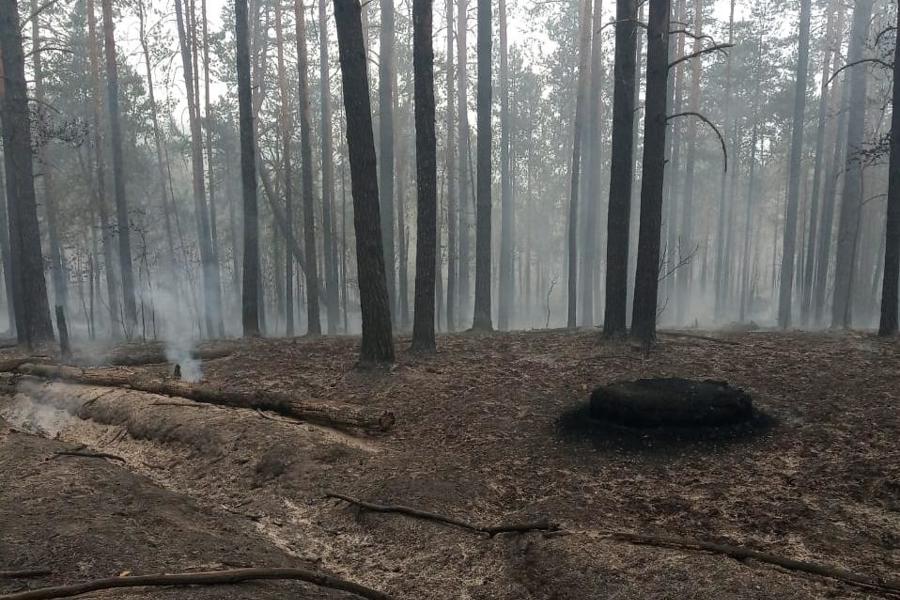 В Шумерлинском районе локализован лесной пожар, вызванный сухой грозой Утром 1 июня в квартале 73 Алгашинского участкового лесничества Шумерлинского района было зафиксировано возгорание лесной подстилки. Очаг обнаружило наземное патрулирование в 08:05. Пожар возник в труднодоступной местности и распространился достаточно быстро. На место прибыли силы Минприроды Чувашии: 3 пожарные машины, 2 трактора с плугом, 20 работников Шумерлинского лесничества и 5 сотрудников ФАУ «Лесная охрана». Благодаря слаженной работе пожар удалось локализовать спустя 6 часов, полная ликвидация завершена к 20:05. По предварительным данным, причиной возгорания стала сухая гроза — это уже четвёртый случай лесного пожара с начала особого противопожарного сезона.
