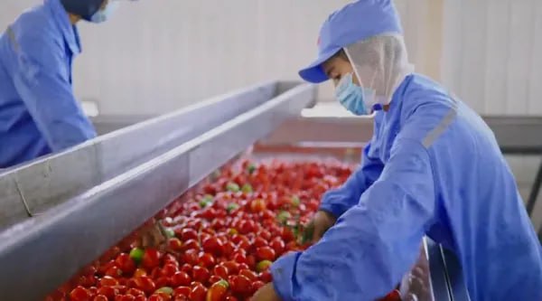 Томат – предок картофеля Картофель появился в результате скрещивания томата с картофелеподобным растением Etuberosum около 9 млн лет назад – к такому выводу пришла группа китайских и международных исследователей, проанализировав геномы «одомашненного» картофеля и его диких сородичей. Хуан Саньвэнь, руководитель исследования, рассказал, что происхождение картофеля давно озадачивало ученых. Внешне это растение практически идентично виду Etuberosum, однако по филогенетическому анализу оно более близко к томатам. «ДНК-тест на отцовство» показал, что все исследованные сорта картофеля несут гены обоих этих видов. «Томат послужил материнской формой, а Etuberosum – отцовской», – заявил ученый. При этом ни у одного из «родителей» картофеля нет клубней – вероятнее всего, этот новый орган появился в результате случайной геномной перестройки, предположили исследователи. Они также обнаружили, что генетические комбинации картофеля имеют «мозаичный» рисунок, что позволяет растению успешно адаптироваться к различным средам обитания. Китайская Панорама