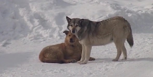 После массовой гибели собак в пермском приюте возбудили уголовное дело В Перми возбудили уголовное дело по факту массовой гибели животных в одном из приютов ст 245 УК РФ С заявлениями о жестоком обращении с подопечными пермяки обратились в отдел полиции Кировского района города сообщили в ГУ МВД по Пермскому краю Речь идёт о приюте ССП Антидогхантер расположенном на ул Причальная 5 11 января в telegram канале Антидогхантер Help Пермь зоозащитники заявили что приют заброшен Часть собак и кошек была уже мертва другая часть еле жива Животные долго находились без воды и еды начали есть своих сородичей Подробнее на портал rbc perm