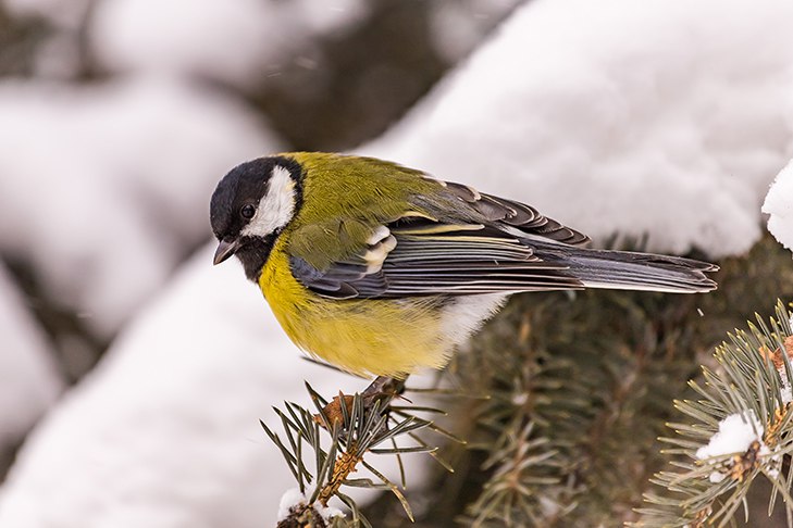 Синичкин день призвал отметить новосибирцев орнитолог Алексей Яновский В России 12 ноября отмечают экологический праздник Синичкин день Как можно поздравить маленького пернатого обитателя Новосибирска VN Подробнее РАЗВЛЕЧЕНИЯ Подписаться на наш канал в MAX Прислать свою новость в редакцию