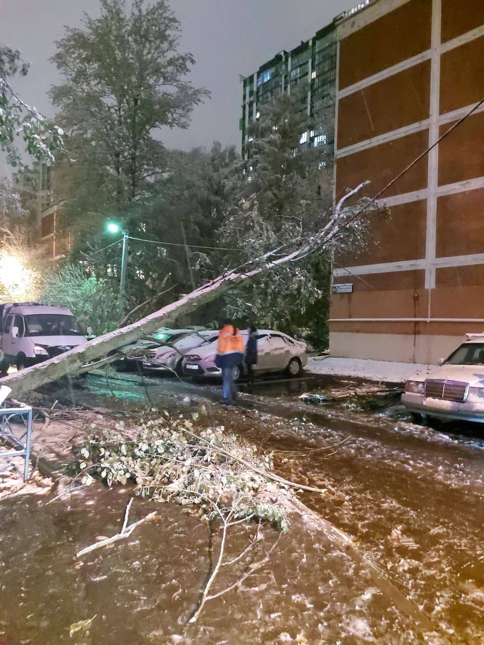 В Одинцово из-за снегопада  дерево упало и повисло на проводах…