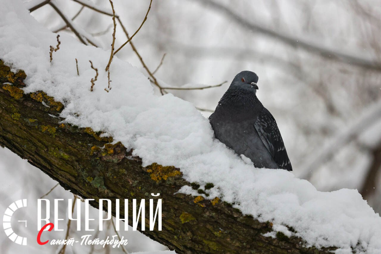 Петербург ожидает понижение температуры  Санкт-Петербург 27 декабря попадет под влияние небольшого гребня антициклона. Ведущий специалист центра погоды «Фобос» Михаил Леус рассказал, что в зоне влияния антициклона будет преимущественно облачно, но без сильных осадков. Ближе к вечеру местами ляжет туман, на дорогах и тротуарах местами появится гололедица.   Фото: Дмитрий Фуфаев Вечерний Санкт-Петербург