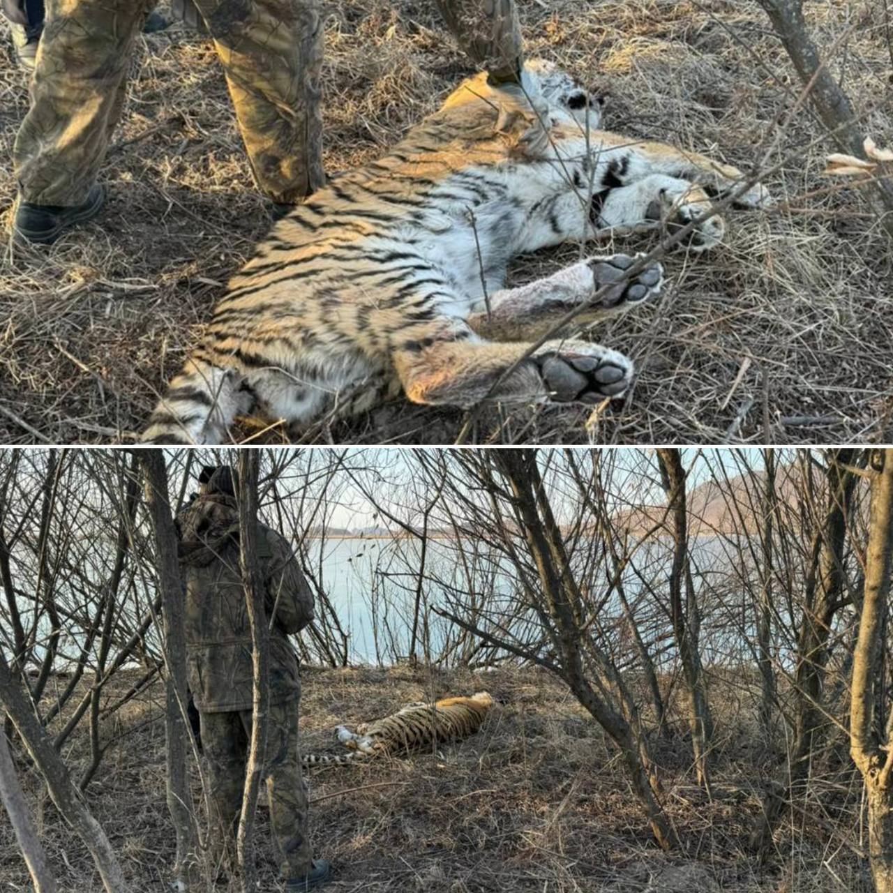 Убитого амурского тигра обнаружили в Приморском крае  Хищника, получившего огнестрельное пулевое ранение в правую лопатку, нашли оставленным возле реки Туманной на погранпереходе. Местные жители считают, что убийство было намеренным, из мести. На данный момент прокуратура поставила на контроль доследственную проверку, а также устанавливает обстоятельства произошедшего.    Подписывайся на "Голос страны"