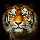 Аватар Телеграм канала: Dedenkulov