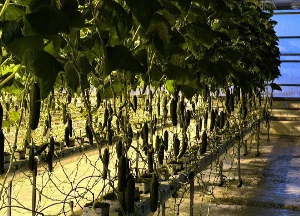 В Якутском селе Ой запустили современный тепличный комплекс Глава Якутии Айсен Николаев сегодня 22 декабря провел видеоконференцию на которой открыл восемь социально значимых объектов в различных районах республики Среди них современный круглогодичный тепличный комплекс по выращиванию огурцов в селе Ой Хангаласского района Подробнее о новом сервисе читайте по ссылке Фото пресс служба администрации Хангаласского района yk24 ru в MAX Telegram ВК VK Видео