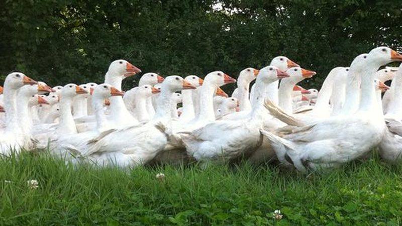 Новый бренд Татарстана в республике планируют вывести собственную породу гусей Фермер из Муслюмовского района заявил о желании вывести местную породу гусей Эксперты видят в этом определенную перспективу хотя и говорят что 90 российского рынка насыщено птицей именно отечественной селекции Первые шаги на пути к мечте аграрий уже сделал причем все затраты по созданию племрепродуктора он оплачивал из своего кармана Фермер признается без помощи государства воплотить желаемое в действительность будет невозможно Подробности в материале KazanFirst   в бот