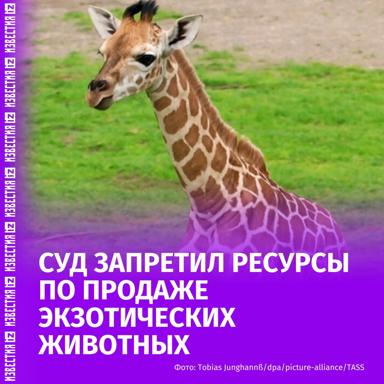 Тверской районный суд Москвы удовлетворил обращение прокуратуры и запретил ресурсы по продаже африканских страусов сервалов жирафов и других экзотических животных Об этом говорится в материалах дела с которыми ознакомились Известия Уточняется что ресурсы с объявлениями о продаже зверей были русскоязычными Покупая некоторых животных можно было оформить доставку на дом В постановлении суда сказано что содержать подобных зверей разрешено только в зоопарках цирках или зоосадах Отмечается что животные должны находиться в полувольных условиях или в искусственно созданной среде обитания Больше новостей тут МАХ Отправить новость