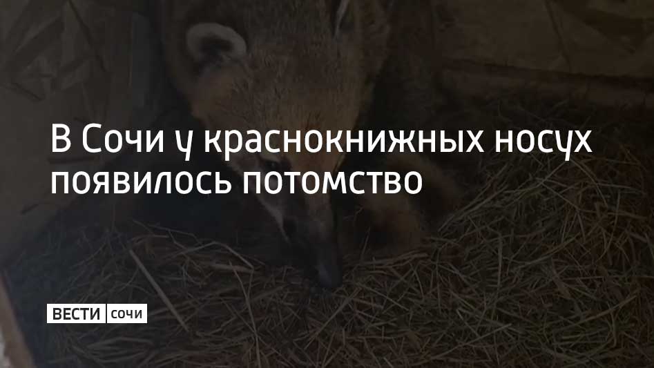 Краснокнижные носухи Каштан и Липа стали родителями – на свет появились их первенцы весом примерно 100 граммов. Новорожденные носухи пока слепые, но уже активные, сообщили в Сочинском географическом обществе. Каштана и Липу спасли из заброшенного сафари-парка два года назад. Сейчас они живут в просторном двухкомнатном вольере.