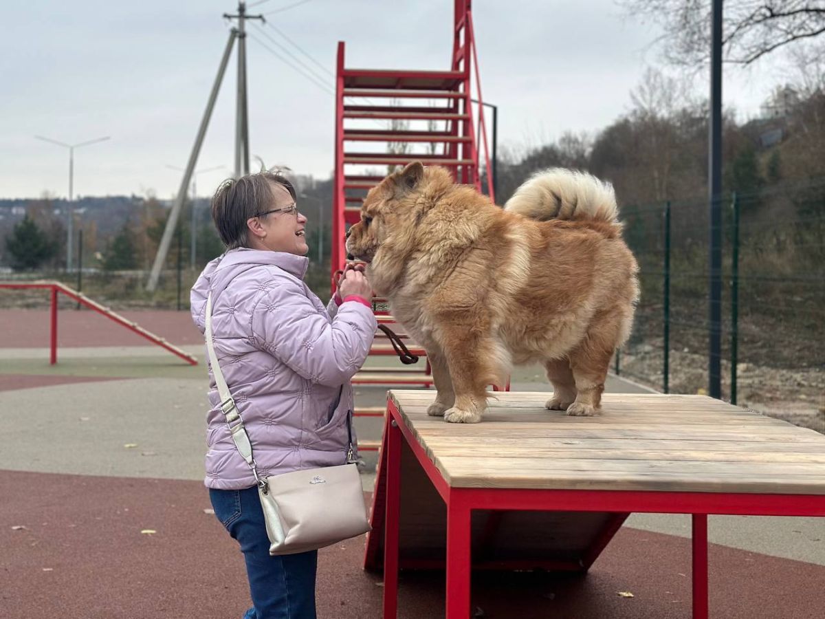 В Калуге открыли обновленную площадку для дрессировки собак kaluganews ru fn 1750951 html Обновленная площадка для дрессировки собак открылась в Калуге на берегу Яченского водохранилища Прислать новость Подписаться