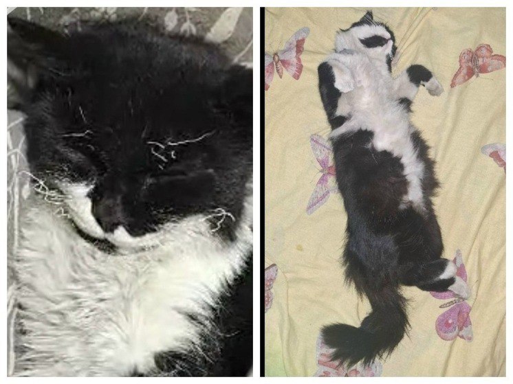 Ветеринары спасли кота на СВО по видеосвязи На прошлой неделе кота Томаса которого приютили забайкальские бойцы ранило осколком во время минометного обстрела Наши земляки не растерялись и позвонили ветеринарам Читинского округа Под их руководством бойцы извлекли из тела животного все осколки и обработали раны Сейчас здоровье Томаса в безопасности благодаря профессионализму ветврачей и заботе своих владельцев
