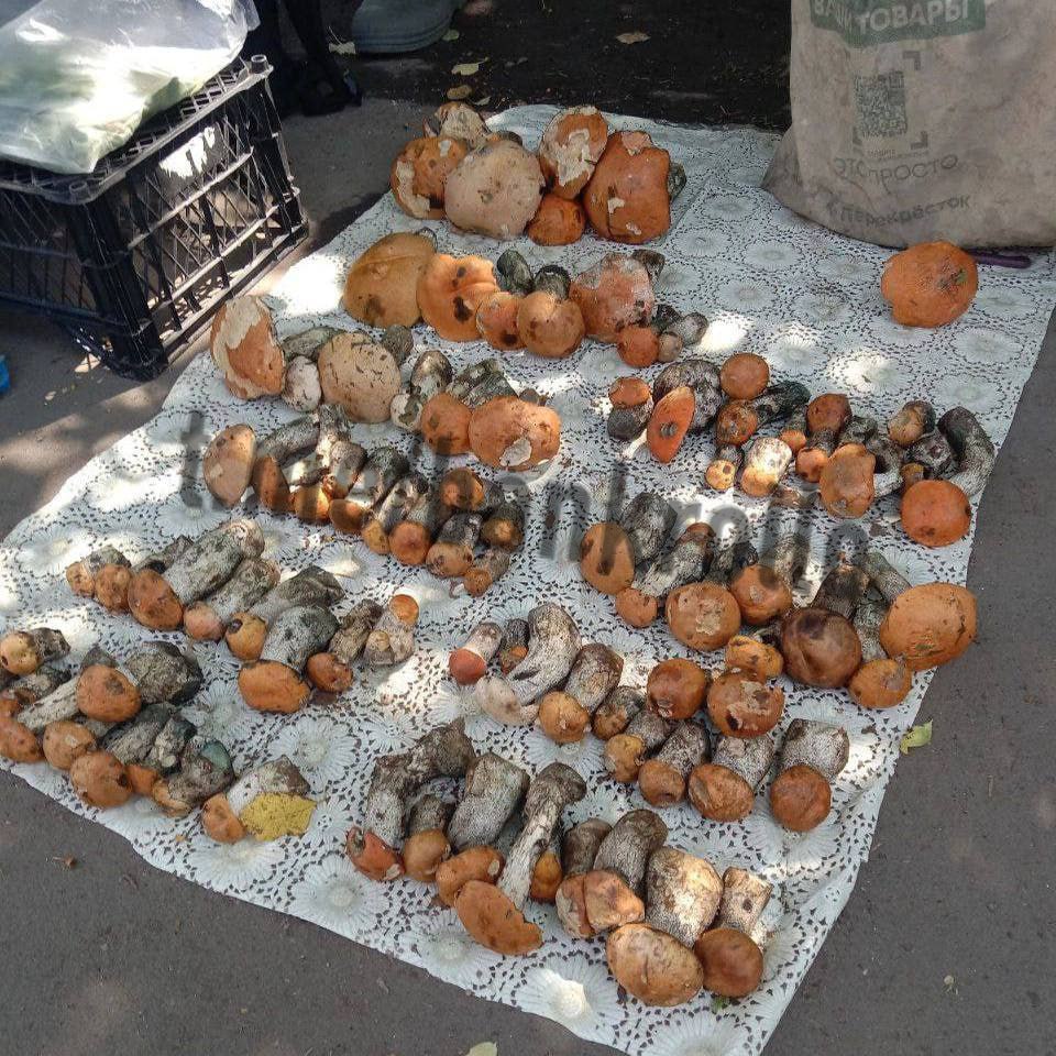 В Подмосковье начался грибной бум. Под Раменским уже нашли первые белые грибы, а в районе Ногинска грибники возвращаются с полными вёдрами из леса.