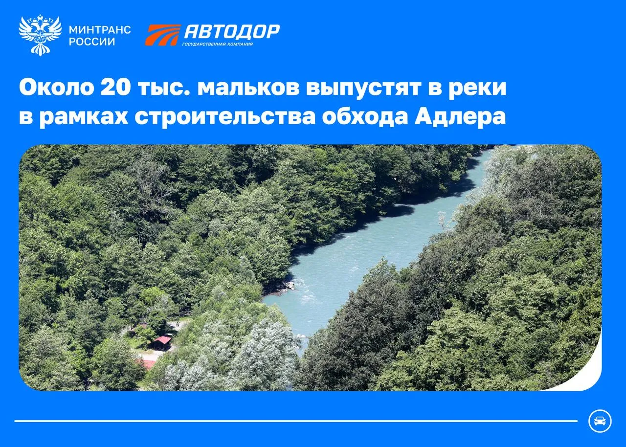 Строим дороги и сохраняем природу В Краснодарском крае продолжается строительство обхода Адлера Для возмещения возможного ущерба окружающей среде Автодор планирует выпустить около 20 тыс мальков черноморского лосося кумжи предварительно в верховье реки Мзымта Черноморский лосось кумжа редкий эндемичный вид Он известен тем что возвращается на нерест в те места откуда начинал свой путь к морю Зарыбливание водоемов часть системной работы Автодора по сохранению природных богатств при строительстве и реконструкции автодорог Таким образом дорожники восстанавливают природный баланс и поддерживают численность разнообразных видов рыб во всех регионах присутствия Например при строительстве участка трассы М 12 Восток от города Дюртюли до поселка Ачит в водоемы выпустили более 1 3 млн мальков рыб а в 2023 году в реку Кубань более 1 5 млн дороги Минтранс в MАКС