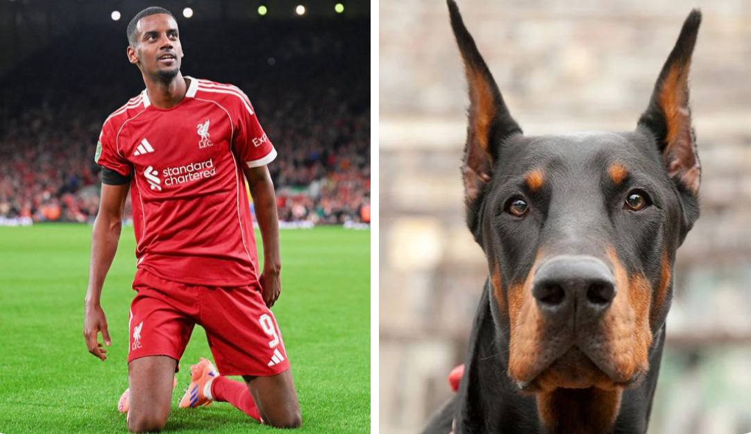 Исак купил собаку для защиты от хейтеров 26 летний форвард Ливерпуля потратил около 3 млн на сторожевого добермана Решение обзавестись собакой родилось у шведа на фоне угроз смерти которые он получил после неудачного выступления сборной в отборе на ЧМ 2026 и от фанатов Ньюкасла после перехода в Ливерпуль Собака этой породы хорошо обучена и способна защитить футболиста от любого нападения Мерсисайдцы купили Исака за рекордные 150 млн крупнейший трансфер в истории АПЛ У шведа нет ни одного гола за Ливерпуль в АПЛ или в ЛЧ в нынешнем сезоне без помощи своего страйкера красные идут лишь на 11 месте в АПЛ и 8 месте в общем этапе ЛЧ докладывает The Sun