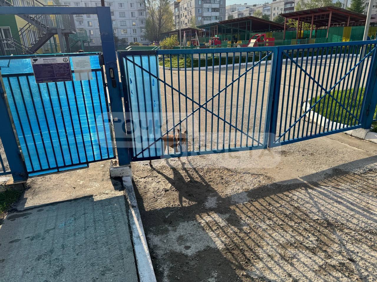 Собака устроила переполох возле детсада в Южно-Сахалинске: напугала ребёнка и забрала кепку В областном центре домашний пёс сорвался с поводка и напугал прохожих. Как стало известно “Точке отсчёта”, случай произошёл около детсада на улице Пуркаева утром 21 мая. По словам очевидец, женщина гуляла с двумя собаками, одна из них сорвалась с поводка и побежала в сторону мужчины с ребенком. Отец успел поднять сына на руки, а детская кепка упала - животное её схватило и забежало на территорию детсада. Со слов сахалинцев, хозяйка пыталась поймать питомца и отобрать головной убор, а мужчине пришлось всё это время держать ребёнка на рука. “Хотелось бы обратить внимание, что подобное поведение владельца животного является безответственным и потенциально опасным для жизни и здоровья граждан. Обращает на себя внимание, в частности, отсутствие намордника, факт выгула собаки вне места, разрешённого для этих целей", - отметила южносахалинка. Ранее astv.ru публиковал правила выгула домашних животных. По закону, питомец должен находиться на улице на поводке и в наморднике.