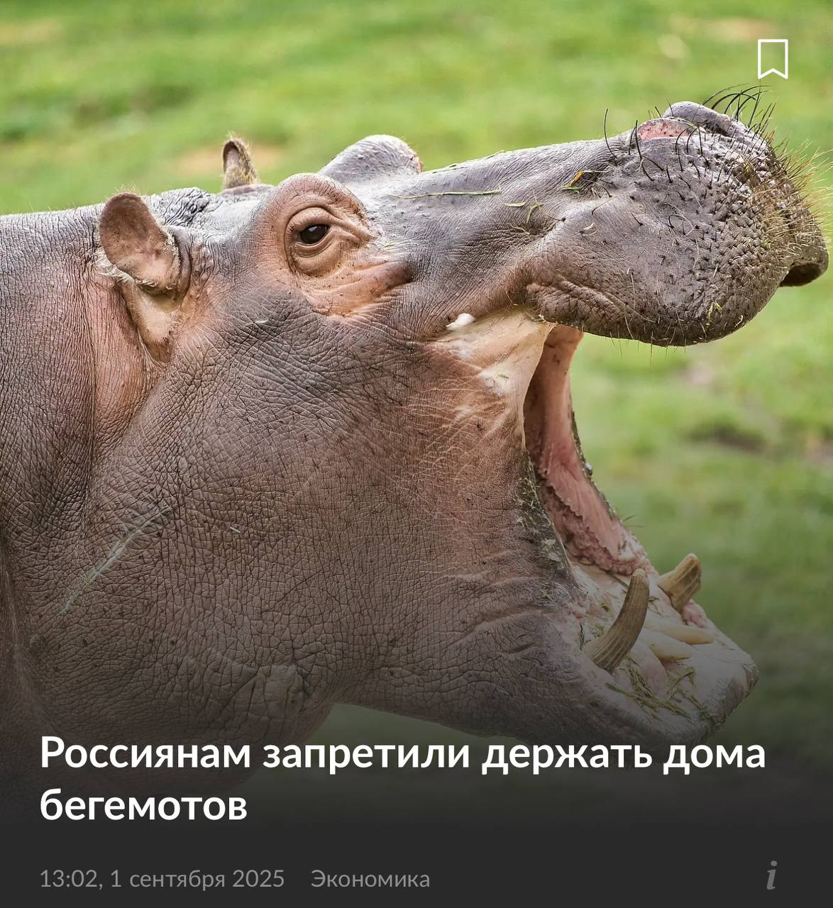 С 1 сентября россиянам официально запрещено держать дома БЕГЕМОТОВ жирафов медведей пум крокодилов и ещё кучу экзотики всего под запретом оказались представители 33 отрядов Нельзя даже завести королевскую кобру ядовитых пауков черепах с панцирем больше 30 см а заодно электрического угря и коралловых полипов Штраф за зоопарк на кухне от 1500 до 5000 рублей а для юрлиц до 15 тысяч Мадагаскар дома отменяется