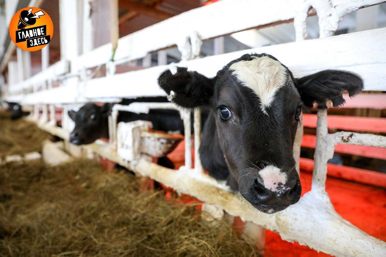 В 2026 году в НАО выделят около 1 млрд рублей на развитие сельского хозяйства и рыболовства Глава региона Ирина Гехт отметила что ключевыми приоритетами останутся сохранение повышенных субсидий на производство оленины и молока поддержка оленеводческих хозяйств в сотрудничестве с Министерством РФ по развитию Дальнего Востока и Арктики а также помощь в развитии сельской торговли и производства хлеба Эти меры направлены на укрепление традиционных отраслей и устойчивое развитие сельских территорий округа Главное здесь Подписывайтесь