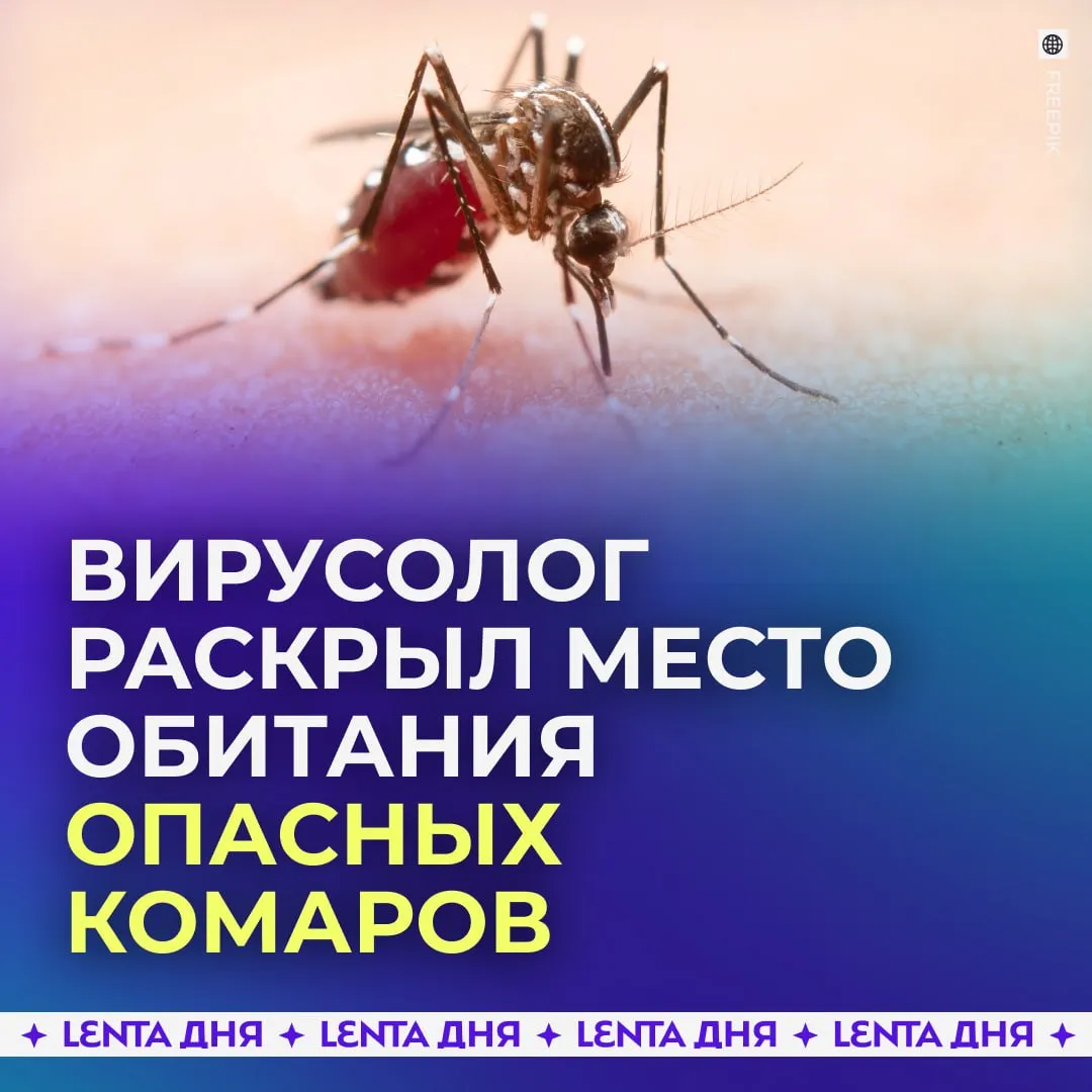 Комаров которые переносят тропические инфекций нашли в России Вирусолог сообщил что в Краснодарском крае обитают комары рода Aedes которые способны переносить возбудителей тропических лихорадок По его словам эти насекомые появились в стране ещё в 2008 году однако вспышек подобных заболеваний пока не фиксировалось Всё дело в климате Для распространения вирусов нужны устойчивые высокие температуры которые в России бывают не так часто Тем не менее специалисты напоминают что комары могут переносить и другие паразитарные инфекции поэтому полностью игнорировать риск не стоит лето больше не ждём Подпишись на Ленту дня в MAX Участвуй в розыгрыше