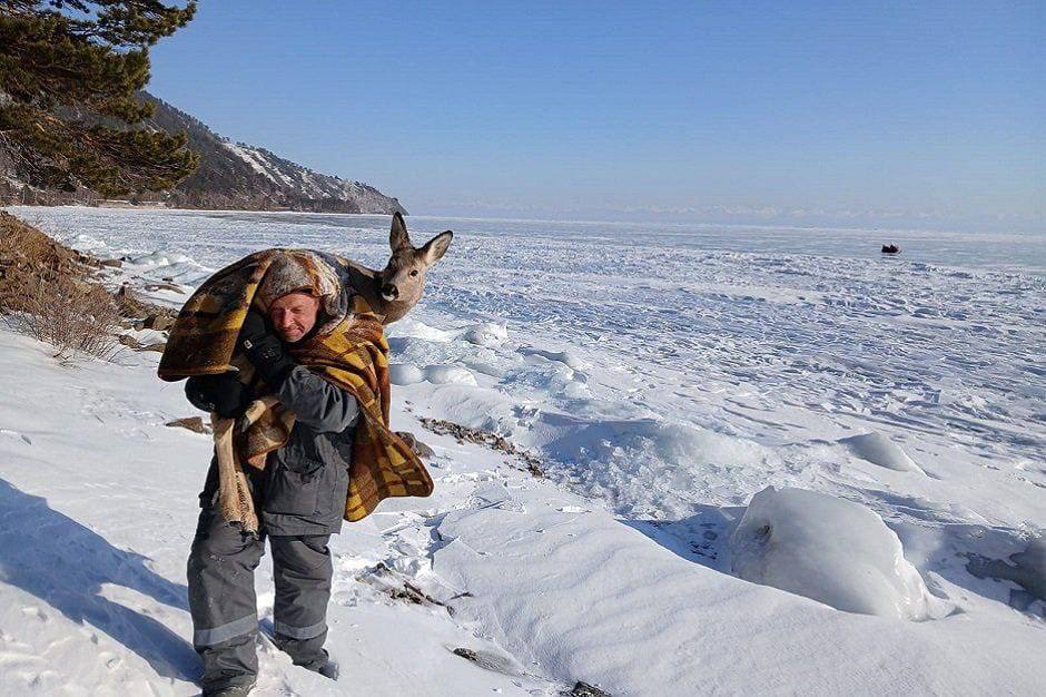 Поскользнувшейся на льду косуле помогли на Байкале   Местные жители заметили ее в неловкой позе и вызвали инспекторов нацпарка «Заповедное Прибайкалье». Лесники на руках вынесли косулю на берег, и она ускакала в лес.  В последние дни копытные животные часто попадают в такую ловушку: одни справляются сами, а другим нужна помощь человека.