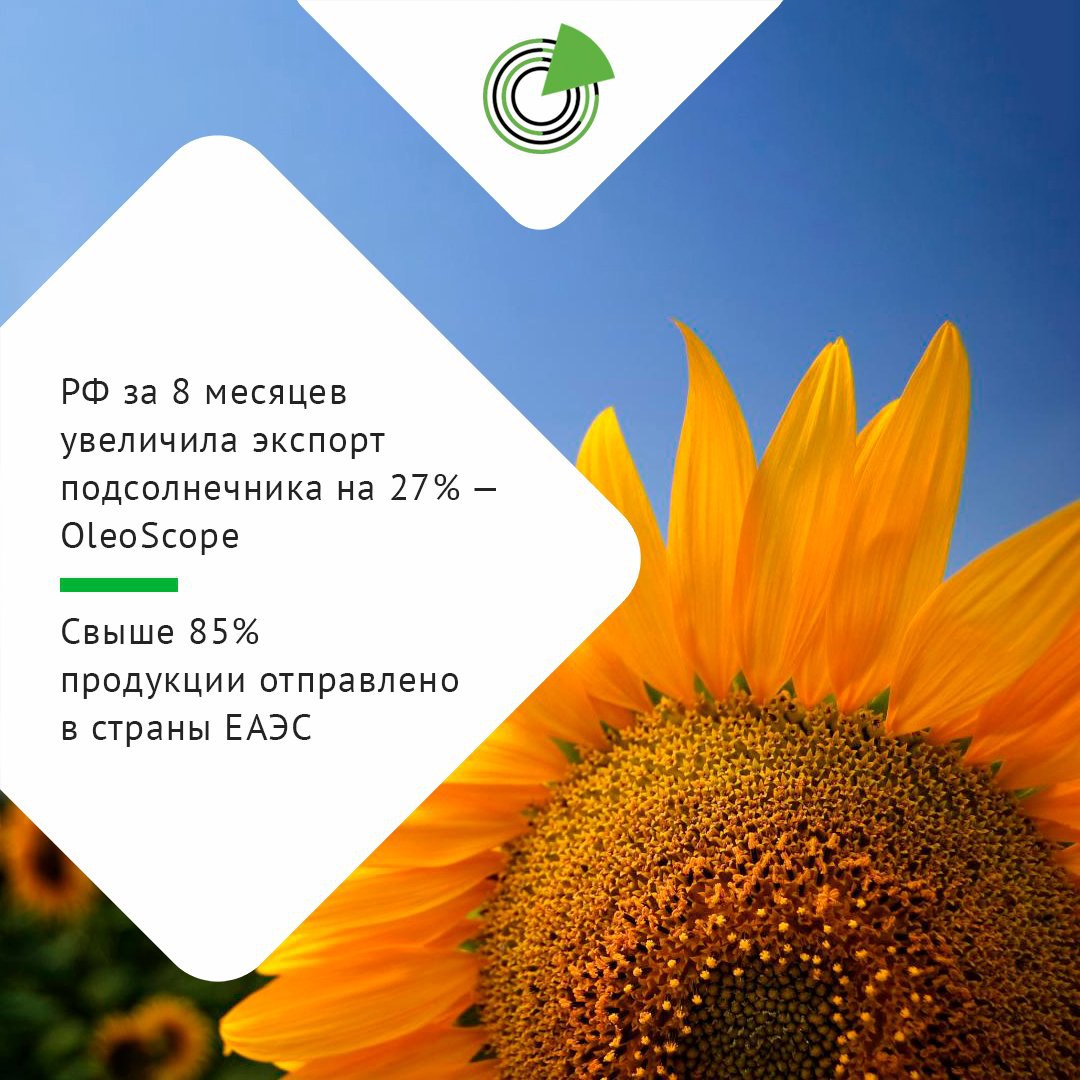 РФ ЗА 8 МЕСЯЦЕВ УВЕЛИЧИЛА ЭКСПОРТ ПОДСОЛНЕЧНИКА НА 27 Из России в январе августе 2025 года экспортировали 237 тыс т подсолнечника что на 27 больше показателя прошлого года Свыше 85 отправлено в страны ЕАЭС Такие оценки представил аналитический центр OleoScope Экспорт соевых бобов составил 400 тыс т Основным покупателем стал Китай куда отправлено 291 тыс т Отгрузки рапса составили 386 тыс т Почти весь объем был отправлен в Белоруссию 316 тыс т и Китай 59 тыс т Экспорт масличного льна составил 588 тыс т Лидерами по закупкам стали Китай 406 тыс т и Бельгия 68 тыс т Подробнее   clck ru 3PAKUN