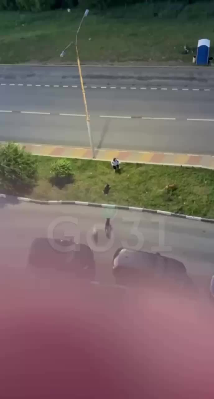 Инцидент с бездомными собаками на бульваре Юности: военные полицейские вмешались