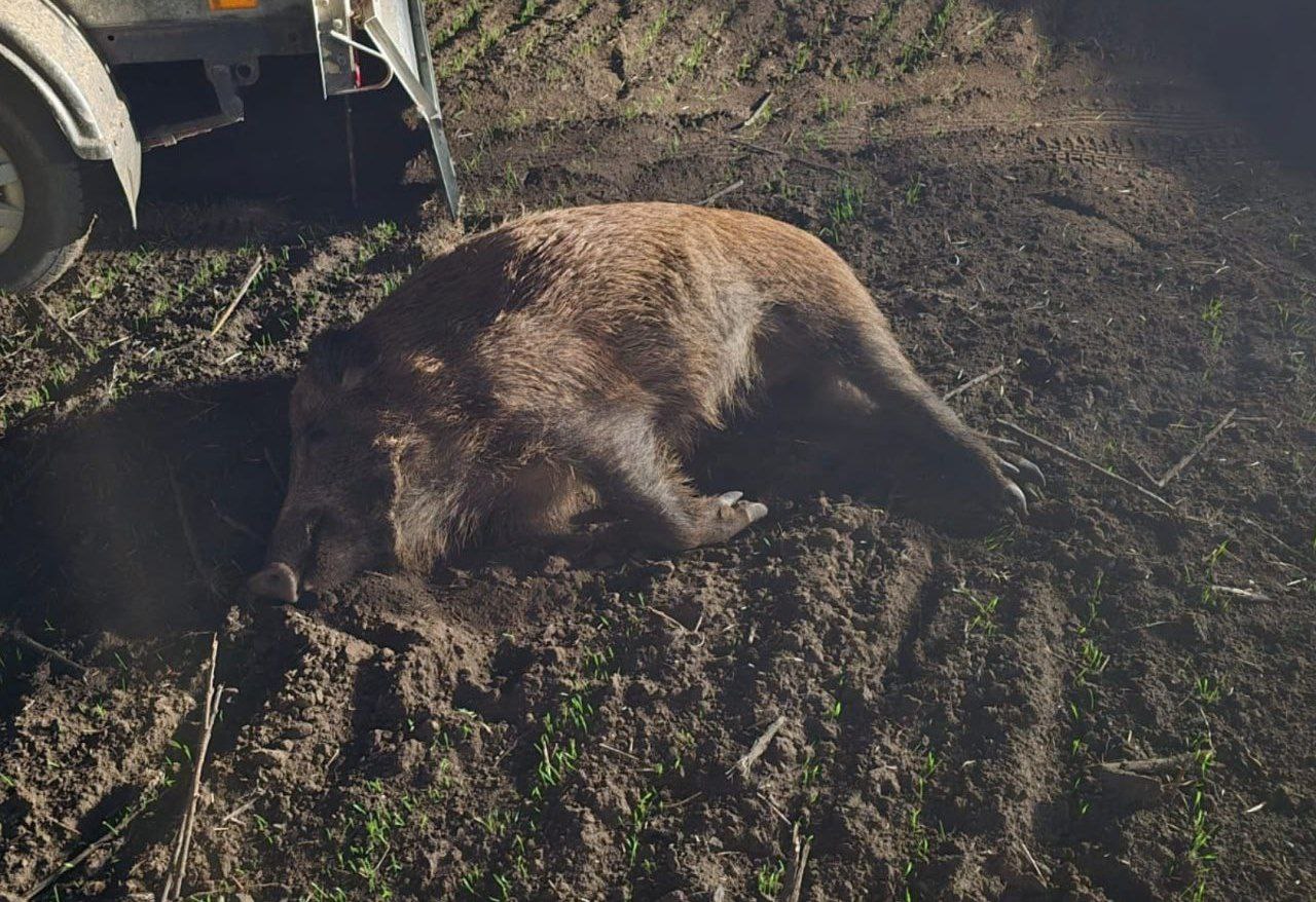 8 диких кабанов незаконно застрелили в Ростовской области Браконьера задержали в Семикаракорском районе он охотился на кабанов с нарезным охотничьим оружием с тепловизором Разрешения на добычу охотничьих ресурсов и путевки у него не было Сейчас охота на кабанов кстати не запрещена но для этого в закреплённых охотничьих угодьях необходимо иметь разрешение на добычу копытных животных и путёвку Ведь незаконная охота наносит непоправимый ущерб природе В данном случае размер ущерба 1 080 000 рублей Теперь браконьеру грозит уголовное дело по ст 258 УК РФ Незаконная охота Подписывайтесь на МАХ присылайте новости