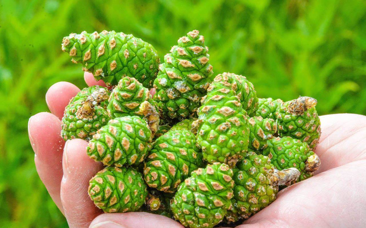 В Мордовии продолжается заготовка семян лесных культур для будущего восстановления лесов Как рассказал глава регионального министерства лесного охотничьего хозяйства и природопользования Адель Галиуллин в этом году специалисты собирают шишки сосны обыкновенной одной из наиболее значимых пород для местных экосистем Он подчеркнул что сегодня закладывается основа лесов которые поднимутся лишь спустя 20 30 лет поэтому особое внимание уделяется качеству материала и современным технологиям его обработки город topsmi13 Читайте нас в MAX Подписаться на канал