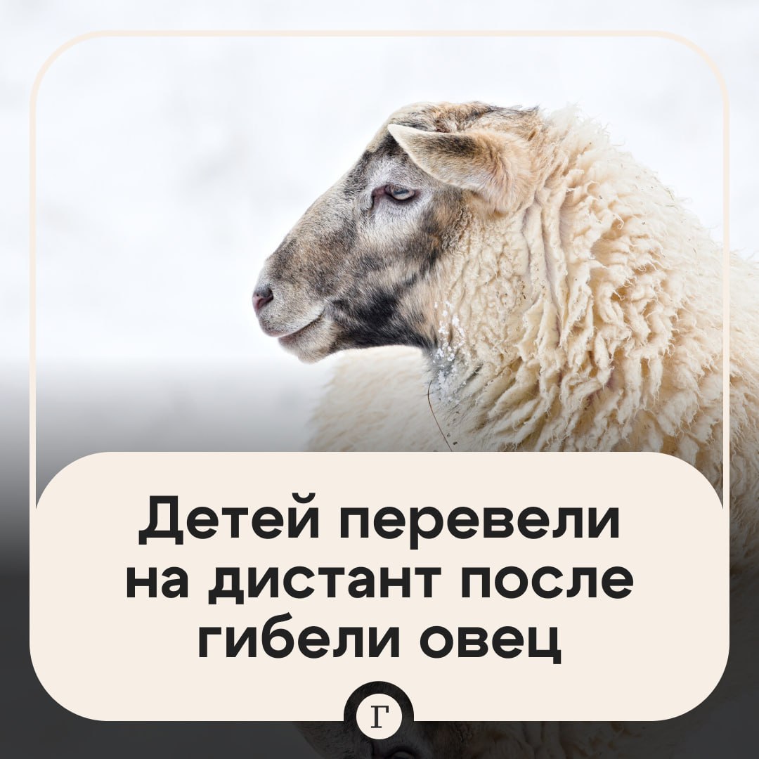 Школьников отправили на удаленку из за волков В бурятском селе Старый Онохой неизвестные хищники проникли в частное подворье и загрызли овец от парнокопытных остались одни косточки Местный егерь осмотрел место бойни и решил что на овец напали волки В целях безопасности детей из этого села решили временно не отправлять в школу их перевели на дистанционное обучение Ожидается что завтра в Старый Онохой выедет специальная комиссия с охотоведом   Читайте Газету Ru в MAX Участвуйте в розыгрыше