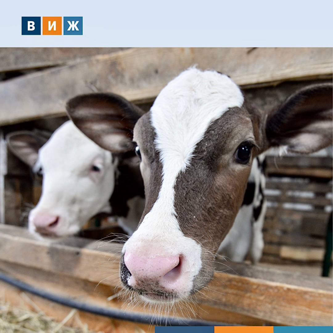 Более 1 4 тыс телят нелегалов задержали в Иркутской области А именно на границе с Бурятией При проверке машин на ветеринарном контрольно пропускном посту выяснилось что скот перевозится без сопроводительных документов Весь молодняк вернули к местам отгрузки Всего с момента организации контроля с 14 ноября на границе с Бурятией досмотрено 3 9 тыс машин После проверок задержано 34 автомобиля в которых перевозили КРС и мясо без ветеринарно сопроводительных документов Пост организован для повышения биобезопасности на фоне выявления случаев пастереллеза у животных в Забайкальском крае vetandlife Наши каналы