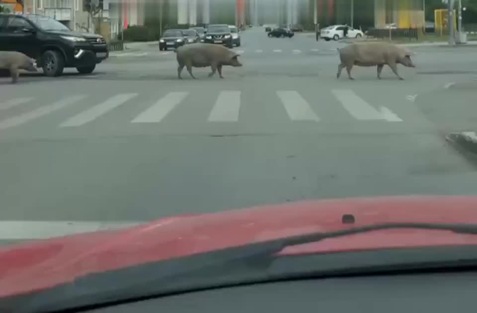 Жители Ревды требуют решения проблемы с бродячими свиньями