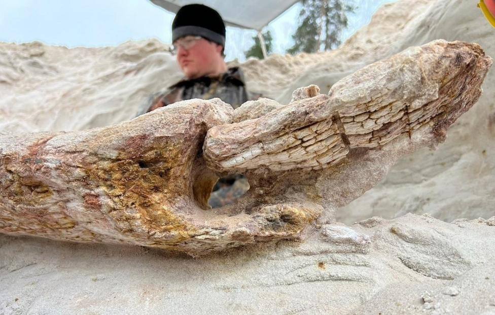 Дерево возрастом 385 миллионов лет нашли в Ленобласти Обычно возраст самых старых деревьев которые можно встретить на территории России исчисляется сотнями Покопалась в Сети знаю что есть лиственница в Иркутске которой больше 700 лет И вот петербургские учёные нашли дерево которому почти 400 миллионов лет Но будем честны это не совсем дерево Это оставшийся от него ствол который отряд специалистов целую неделю извлекал из песка в Шалово Перечицком песчаном карьере Важно что вместе со стволом прекрасно сохранилась обширная корневая система Учёные говорят образец имеет особую ценность для изучения прототакситов природа которых остается предметом научных дискуссий уже более 150 лет Теперь специалисты детально изучат строение найденного ствола чтобы точно определить как древние растения адаптировались к наземным условиям и формировали почвенные покровы Потом дерево отправится в экспозицию Палеонтологического музея СПбГУ Фото Дмитрий Григорьев СПбГУ Подписывайтесь на Тьму Науки в MAX