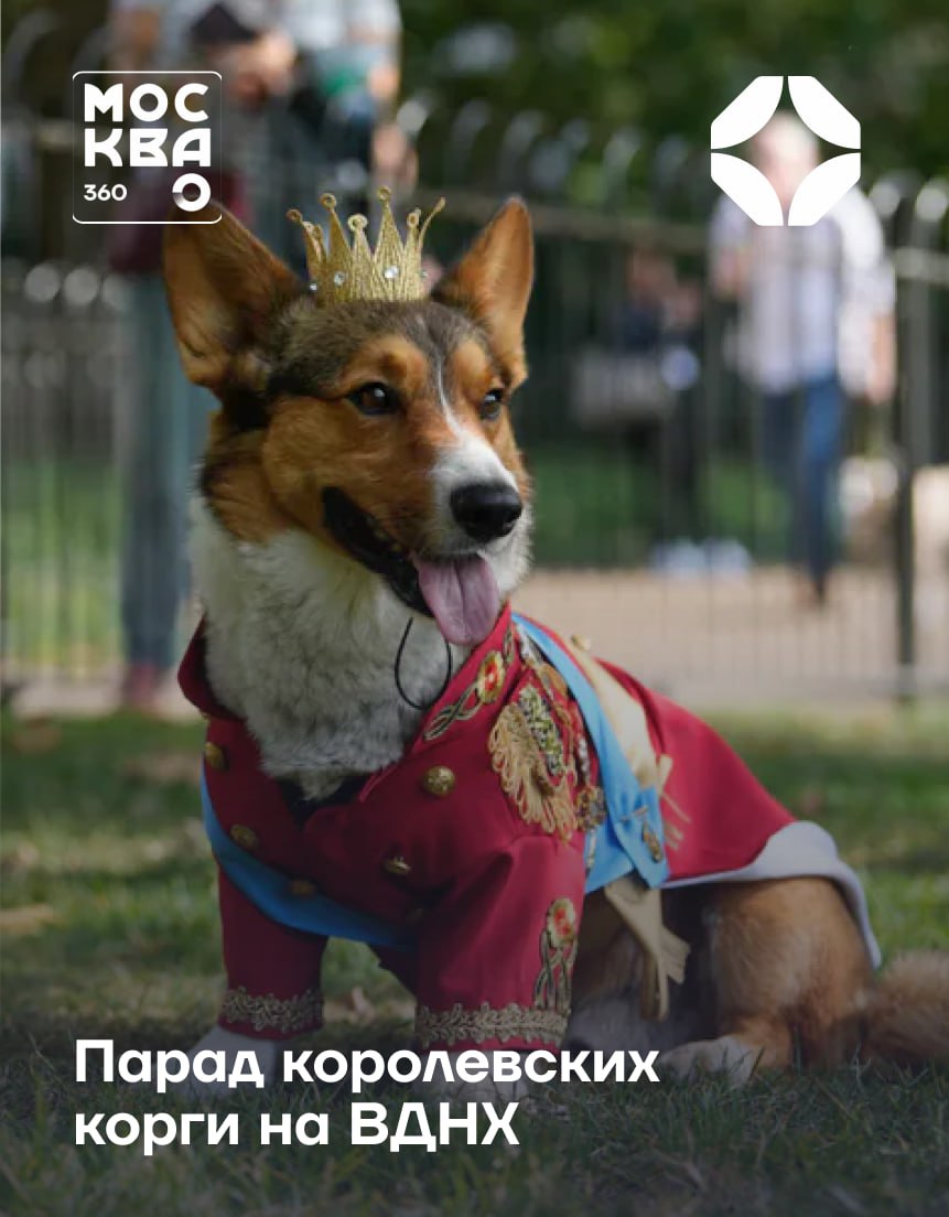 К проводам лета Москва готовится основательно и даже с королевским размахом 30 августа на ВДНХ впервые пройдет костюмированный парад королевских корги До 200 собак в костюмах вдохновлённых советскими мультфильмами летом и счастьем стройной колонной пройдут от арки Главного входа в Узбекский парк А дальше развлечений хватит и питомцам и их хозяевам конкурс костюмов полоса препятствий корги гонки в несколько этапов торжественное награждение победителей Завершится праздник в pet friendly фудхолле Дом Российской Кухни где каждый четвероногий участник получит подарок 30 августа старт в 12 00 ВДНХ от арки Главного входа до Узбекского парка участие и все активности бесплатные по регистрации Москва 360 подпишись