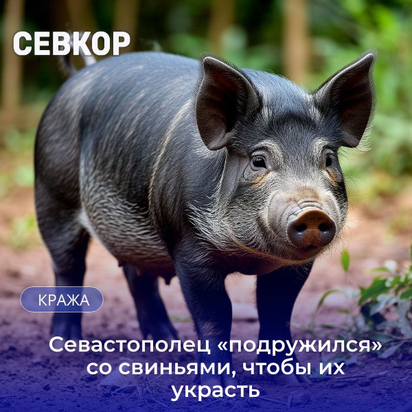 Хозяйка животных была шокирована, когда искала своих свинок Сотрудники уголовного розыска Севастополя задержали 58-летнего местного жителя, который разработал целую схему, что украсть домашних животных. Он протяжении нескольких месяцев методично подкармливал вьетнамских свиней, принадлежавших его соседке, чтобы завоевать их доверие. Хозяйка животных, 46-летняя женщина, занимающаяся разведением свиней, сразу обратила внимание на исчезновение двух особей, которые не вернулись с самовыгула на кормёжку. Во время поисков женщина и её дочь услышали знакомый поросячий визг, доносившиеся с соседнего участка. Однако задержанный заверял, что никаких свиней у него нет. Однако при повторном осмотре дома соседа, они обнаружили шокирующую картину: одна свинья уже была забита, а вторая, услышав голоса хозяев, с визгом выбежала из сарая, явно пытаясь спастись. Сумма причиненного ущерба превысила 40 000 рублей. Мужчине грозит до пяти лет лишения свободы. Читайте Севкор