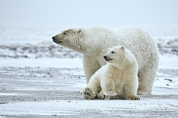 На Чукотке будут считать берлоги белых медведей с помощью БПЛА  Ученые на Чукотке начали подсчет берлог белых медведей, в этом году они будут применять специальные методы наблюдения – беспилотники с тепловизорами. Об этом сообщает ТАСС.  "Полевой сезон ученых официально стартовал, традиционно он начинается в середине марта. Специалисты будут считать берлоги белых медведей, в том числе с помощью специальных методов наблюдения - беспилотников с тепловизорами. Будет большой удачей запечатлеть выход медведицы с малышами из берлоги. Планируется, что эти кадры войдут в новый фильм о безусловном хозяине Арктики", – рассказали в государственном природном заповеднике "Остров Врангеля" в преддверии начала работы международной конференции "Вселенная белого медведя: эффективное сотрудничество в Арктике".  aviaru.net/n281672