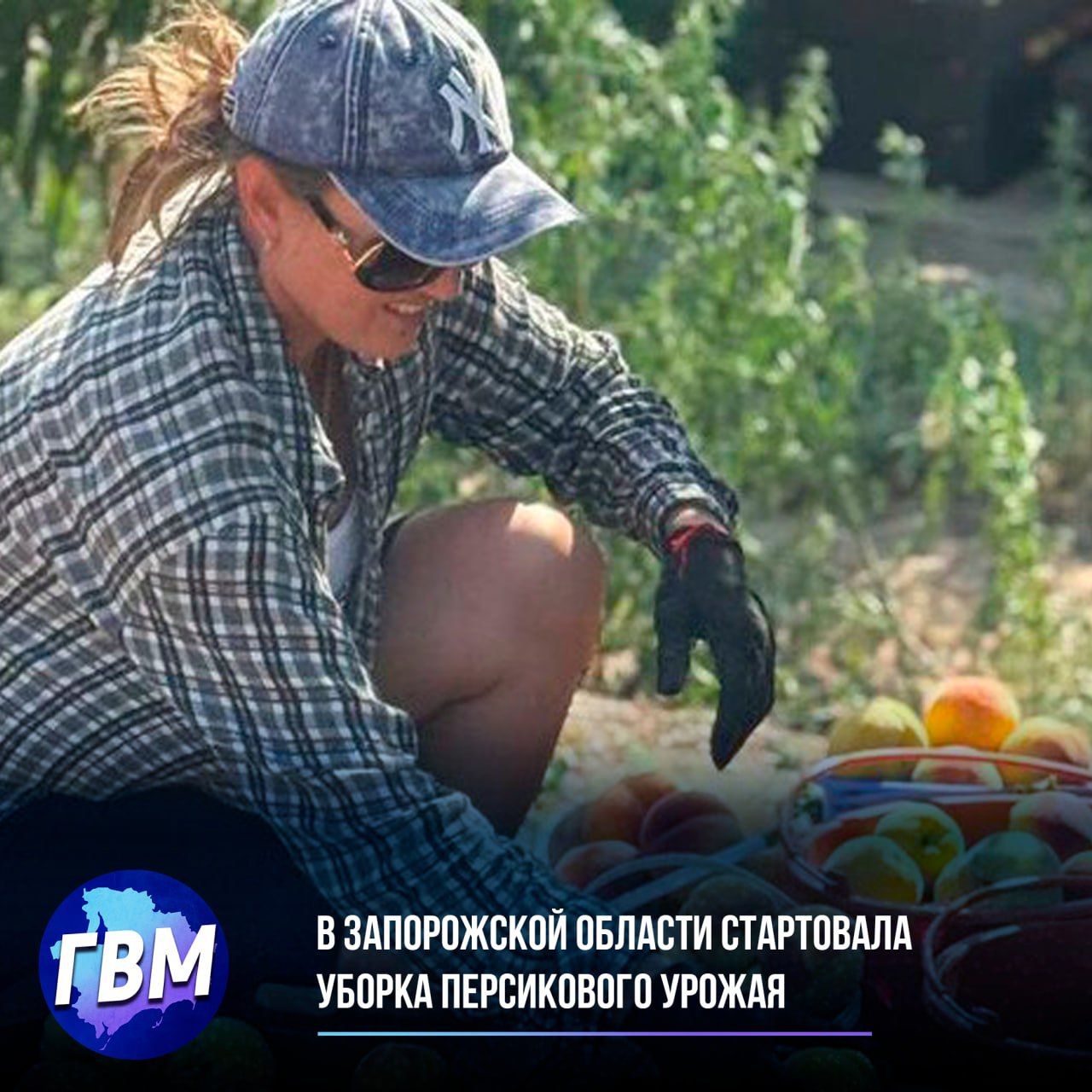 В Запорожской области стартовала уборка персикового урожая  Специализированное хозяйство «Мелитопольская черешня» приступило к сбору плодов на 40 гектарах садов, где культивируется более 10 сортов персиков. Как сообщили в региональном МинАПК, несмотря на весенние заморозки, основной сорт «редхейвен» сохранил отменные вкусовые качества благодаря комплексному уходу, включающему профессиональную обрезку и защиту от вредителей.  Урожай собирают исключительно вручную на третий год после посадки деревьев, причем работы начинают ранним утром для максимального сохранения свежести плодов. Особое внимание уделяется участию местного населения в сезонных работах, что не только обеспечивает дополнительные заработки, но и вносит значимый вклад в развитие аграрного сектора области. После сбора фрукты сразу сортируют, упаковывают и отправляют в холодильные камеры.