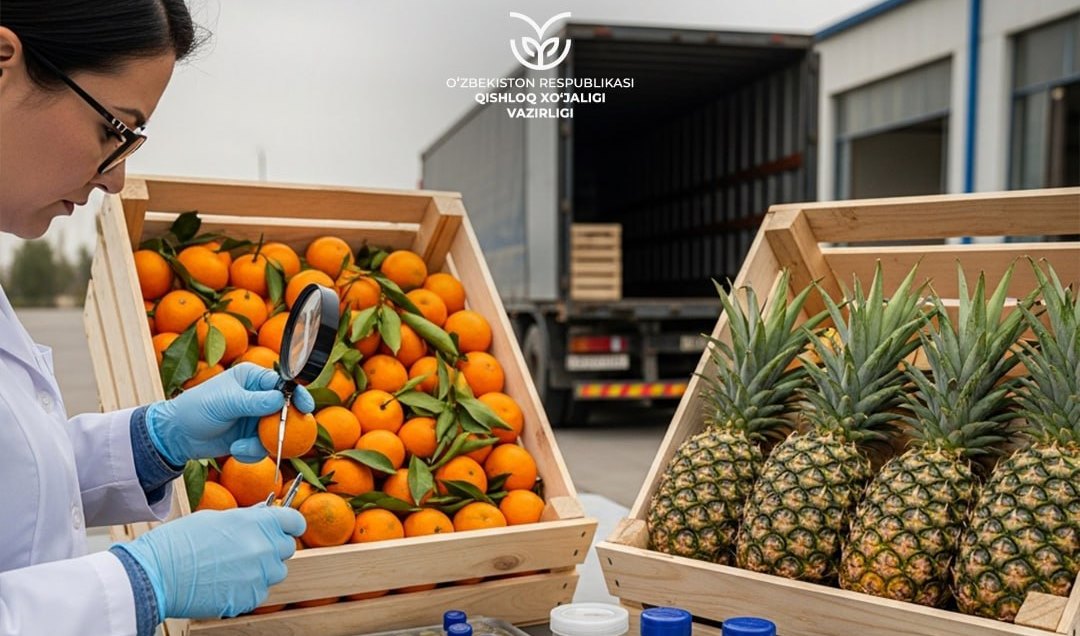 В Узбекистане введен временный запрет на ввоз мандаринов и ананасов из Китая В 20 партиях мандаринов и ананасов из Китая выявлены вредные организмы uznews uz ru news 106977 uznews