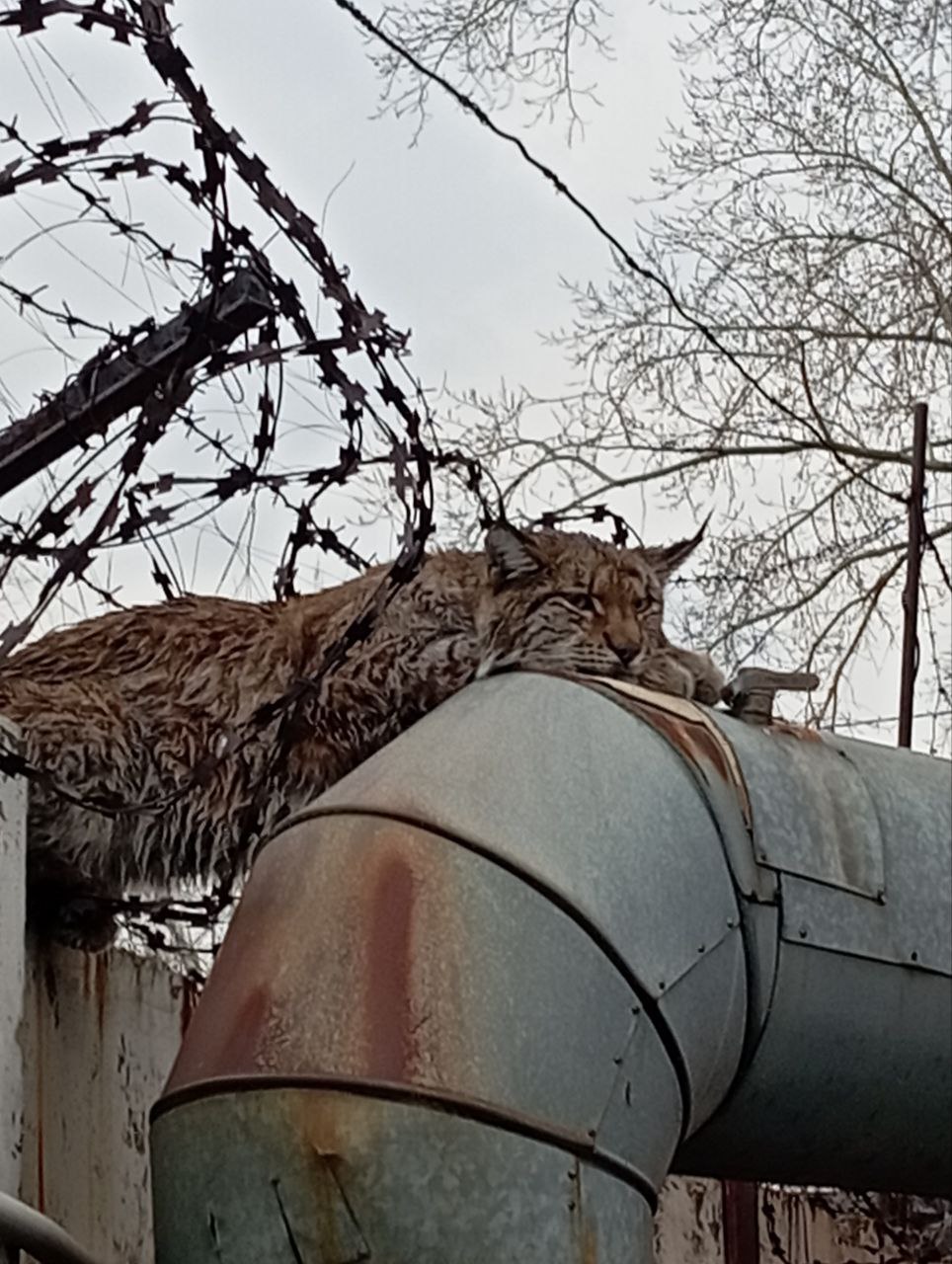 По Челябинску гуляет рысь Сегодня утром ее видели в промзоне между Челябинском и Чурилово Когда туда приехали сотрудники Минэкологии зверь спрыгнул с труб и убежал Рысь просто лежала на трубах возле колючей проволоки отдыхала после еды рядом кости куриные нашли Она там прикормилась похоже вот и не реагировала на людей особо привыкла к суете людей и машин рассказал нам начальник охотуправления Минэкологии Андрей Питовин Фото Сергея Мальцева Минэкологии Подписаться Прислать новость Подпишись на МАХ
