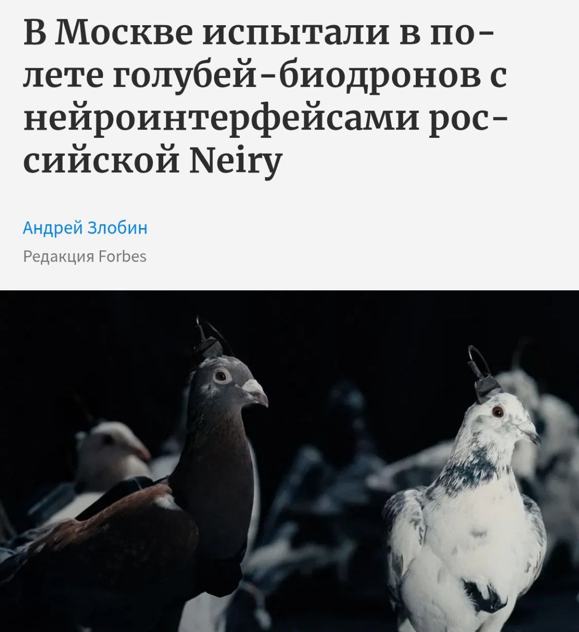 В Москве протестировали биодронов из голубей Да да это настоящие птицы с чипированным мозгом управляют ими по сути так же как и обычным квадрокоптером Мем буквально стал реальностью