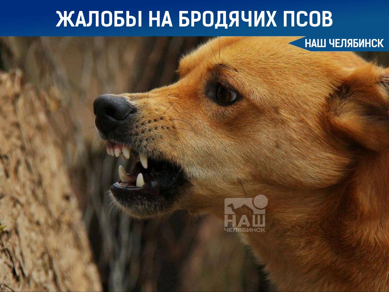 В Челябинске запустили чат бот для жалоб на бродячих собак Для обращения необходимо указать адрес где последний раз видели бродячих животных а также отметить проявляют ли они агрессию Пользователи могут оставить контактные данные прикрепить фотографии и добавить дополнительные комментарии Бот функционирует в приложении MAX Чтобы всегда оставаться с нами на связи подписывайтесь в MAX Наш Челябинск новости без лапши Подпишись