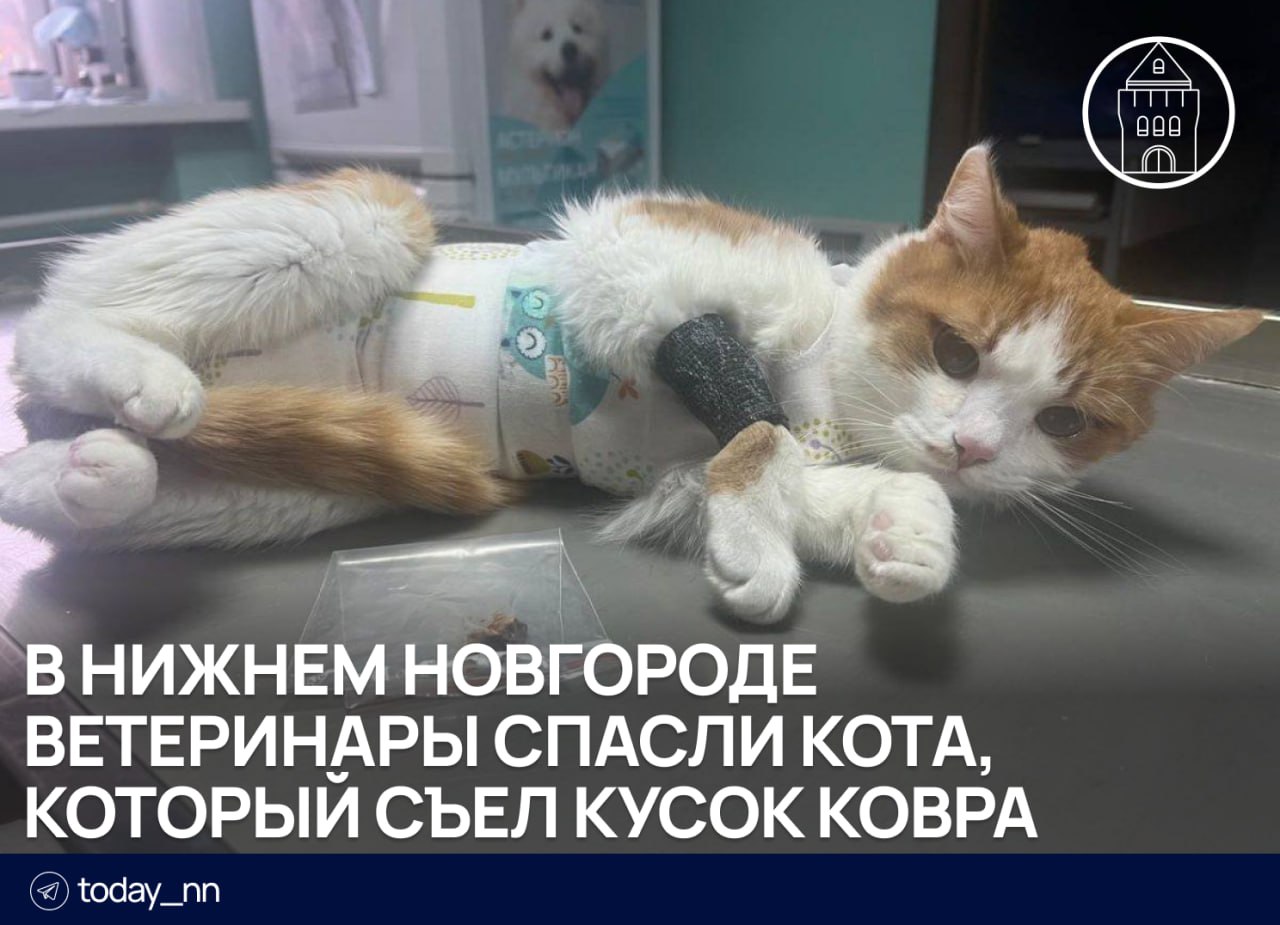 В Нижнем Новгороде ветеринары спасли кота, который съел кусок ковра  Пушистика привезли в ветклинику хозяева. Они были обеспокоены тем, что питомец стал вялым и плохо ел. Его периодически рвало.   УЗИ-обследование показало инородное тело в кишечнике, поэтому котика пришлось оперировать.  Как выяснилось, причина недомогания Симбы — кусок полипропиленового коврика. Врачи предполагают, что кусок ковра кот проглотил во время игры.   Сейчас котик чувствует себя хорошо и идет на поправку.    Подписаться   Реклама   Прислать новость