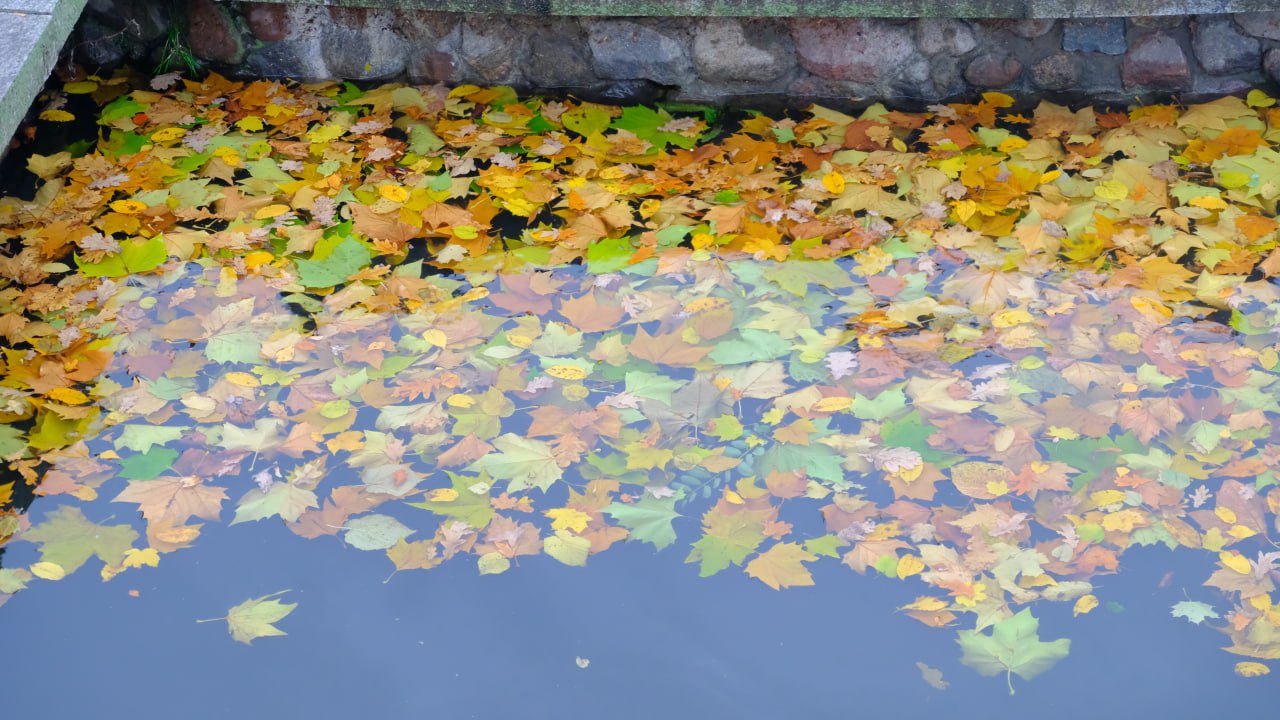 Деревья падали на жилые дома повреждены 4 автомобиля что устроил циклон Лотар в Калининграде Промежуточные итоги борьбы со стихией подвела глава администрации города Елена Дятлова Максимальные порывы ветра ночью достигали 21 м с но и этого хватило чтобы не оставить без работы дежурные бригады коммунальщиков Четырежды на места обрывов проводов выезжали энергетики По состоянию на 6 утра падения веток или деревьев было зафиксировано по 18 адресам В 4 случаях деревья падали на жилые дома Также аварийными зелёными насаждениями повреждено 4 автомобиля рассказала сити менеджер Максимальный подъём уровня поды в Преголе зафиксировали в 1 час ночи 124 см Опасным считается уровень 155 см К утру вода пошла на спад в 6 00 отметка достигла 84 см За 12 часов в городе выпало 18 мм осадков Сорванная ветром листва быстро забивала решётки дождеприёмных колодцев что вызывало локальные подтопления поэтому сделать в работе перерыв МБУ Гидротехнику и МБУ Чистота пока ещё не удалось Что стихия натворила в вашем районе Расскажите в комментариях присылайте фото и видео Фото тг канал Елены Дятловой
