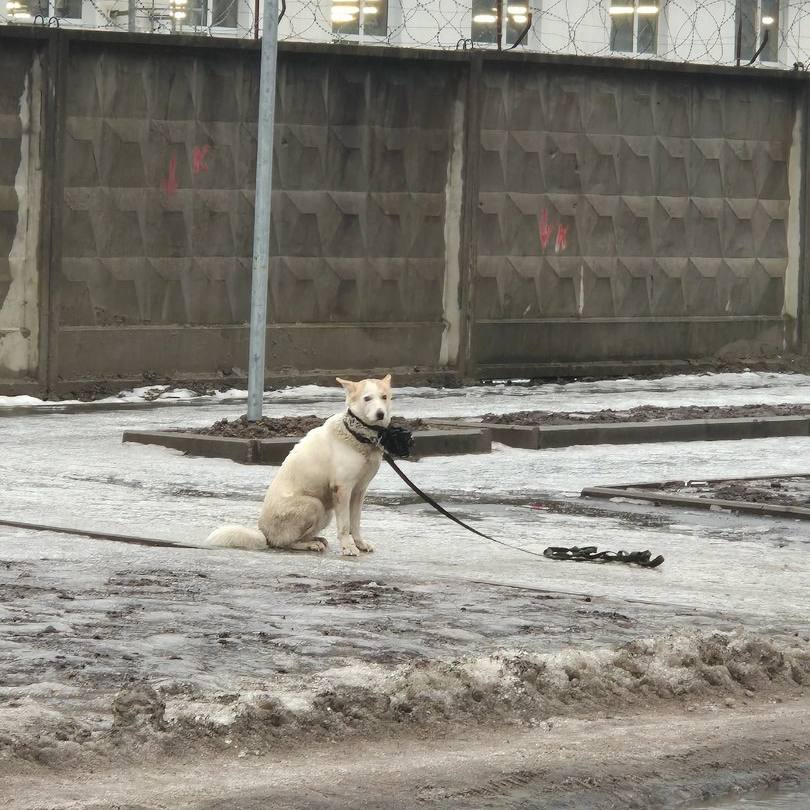 Питерский Хатико 3 часа ждал хозяина на месте, откуда его забрала скорая помощь.  Хозяин собаки сломал ногу и его срочно госпитализировали для операции. Все это время пушистик никого к себе не подпускал и отказывался от еды. К счастью, собачку все же забрали волонтеры. Сейчас он ждёт встречи с хозяином, который совсем скоро выйдет из больницы.