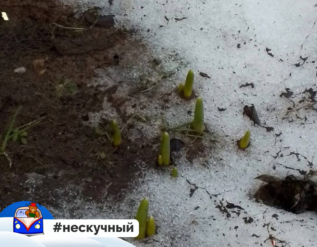 В Ярославской области начали появляться подснежники  Весна близко?    Подписаться   Прислать мероприятие