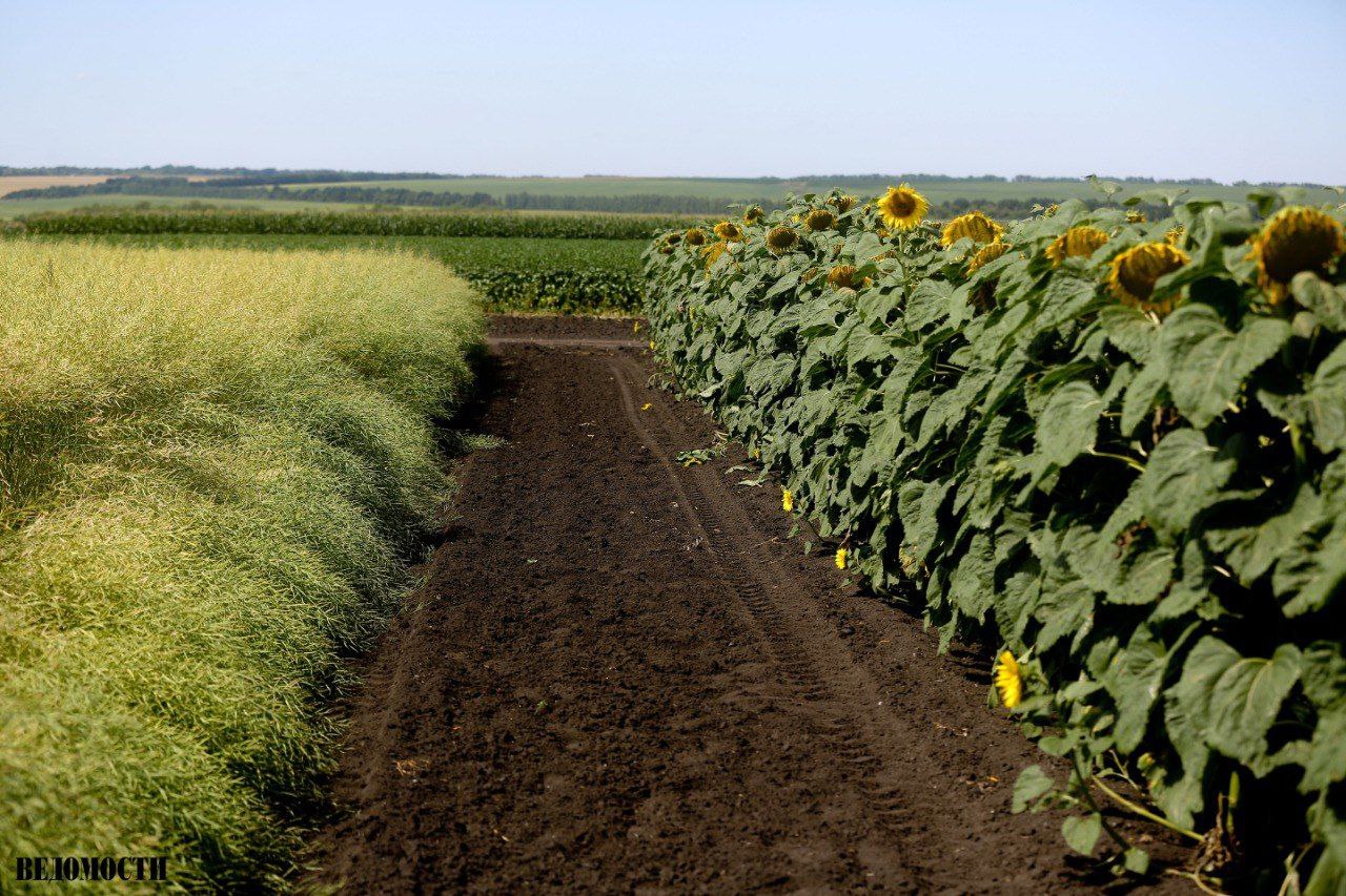 Россия обеспечивает треть импорта пшеницы ячменя и подсолнечника в Африке поставляя более 20 млн т продукции Об этом сообщил посол России в Эфиопии Евгений Терехин на международной конференции по продовольственной безопасности в Аддис Абебе  По оценкам продовольственной и сельскохозяйственной организации ООН российские поставки удовлетворили от 6 до 20 годового спроса на пшеницу в некоторых африканских странах Терехин также отметил важность поставок минеральных удобрений как части российско африканского сотрудничества За последние три года Россия увеличила их экспорт в полтора раза до почти 2 млн т в 2024 году Подпишитесь на Ведомости